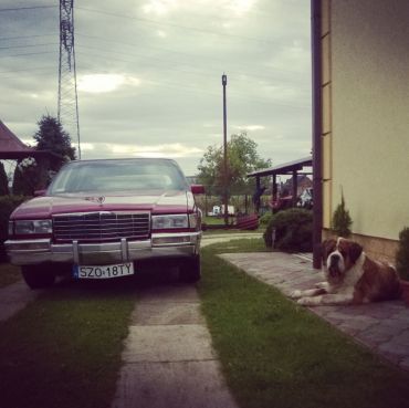 auto do ślubu Cadillac DeVille